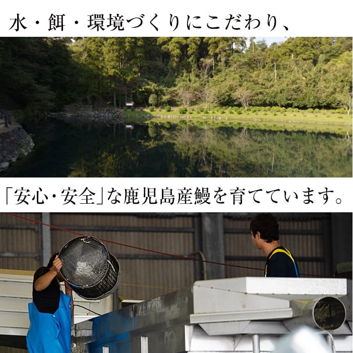 【10営業日以内に発送】鹿児島県産うなぎ蒲焼 名水慈鰻 2尾＜計210～250g＞ うなぎ 鰻 ウナギ 2尾 国産 蒲焼 かばやき 冷凍 真空 真空パック 無頭 うな重 ひつまぶし タレ 山椒 a1-151