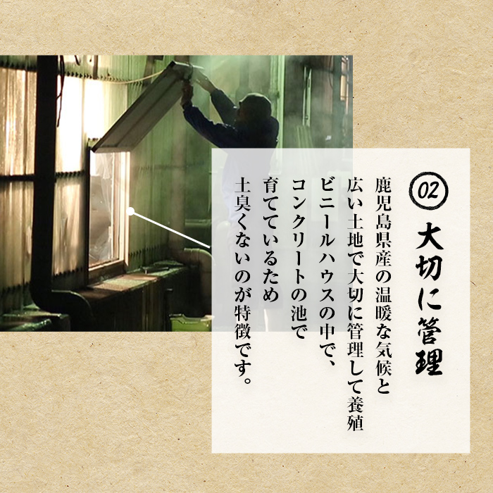 【志布志市人気No.1お礼の品】霧島湧水鰻の蒲焼き 160g以上×2尾＜計320g以上＞ うなぎ 鰻 ウナギ 2尾 国産 九州産 蒲焼き かばやき 冷凍 うな重 ひつまぶし タレ 山椒 ランキング 人気 a3-229