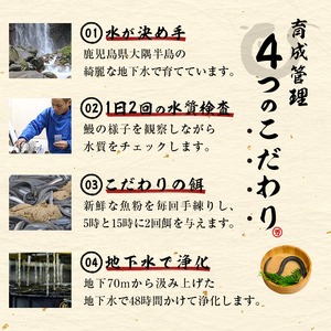 【志布志市人気No.1お礼の品】霧島湧水鰻の蒲焼き 140g以上×3尾＜計420g以上＞ うなぎ 鰻 ウナギ 3尾 国産 九州産 蒲焼き かばやき 冷凍 うな重 ひつまぶし タレ 山椒 ランキング 人気 a6-072
