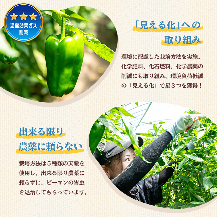 志布志産ピーマン(1kg) ピーマン 野菜 やさい ぴーまん 新鮮 常温 常温保存 おかず 詰め合わせ 銀賞 銀賞受賞 野菜ソムリエサミット p8-149