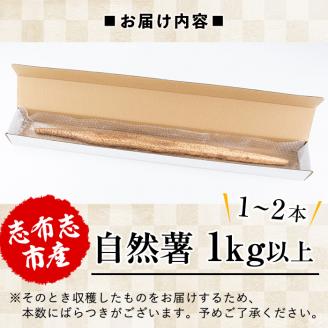 大地の宝！志布志産自然薯 1kg以上(1～2本入り) a1-108