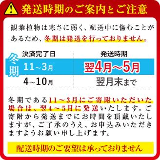 【数量限定】観葉植物 セフリジ ８号サイズ b2-023