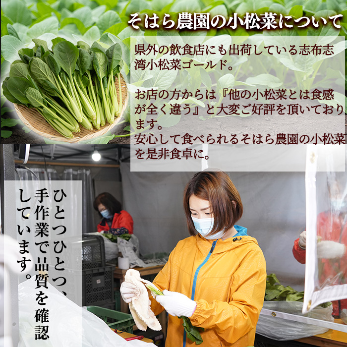 【期間限定・訳あり】志布志湾小松菜ゴールド(計2kg 200g×10袋) 小松菜 こまつな こまつ菜 野菜 やさい 小分け パスタ ナムル スムージー ラーメン 炊き込みご飯 期間限定 訳あり 訳アリ 鹿児島県産 志布志 a2-080