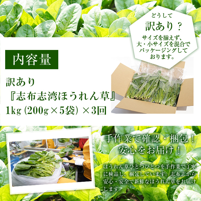 【定期便3回】【数量限定・訳あり】志布志湾ほうれん草(計3kg 1kg×3回) サラダ おひたし お味噌汁 スムージー ほうれん草 ジュース ほうれんそう t0021-003
