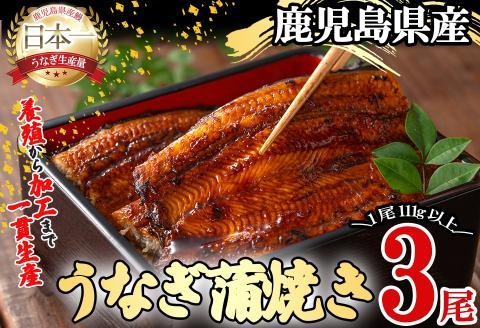 桜林養鰻のうなぎ蒲焼 計333g以上(111g以上×3尾) b0-175