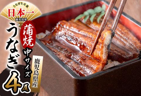 鹿児島県産 伊崎田のうなぎ蒲焼 中＜150g以上＞× 4尾(計600g以上) b7-020