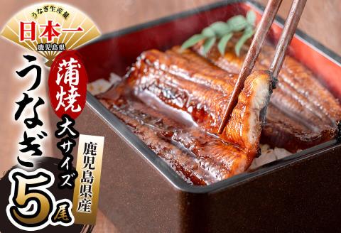 鹿児島県産 伊崎田のうなぎ蒲焼 大＜170g以上＞× 5尾(計850g以上) c6-081