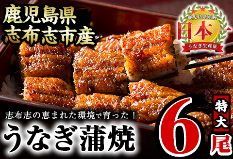 うなぎの大楠＜特大＞6尾セット計1kg超(170g×6) d5-001