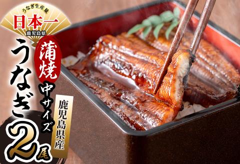 鹿児島県産 伊崎田のうなぎ蒲焼 中＜150g以上＞× 2尾(計300g以上) a5-223
