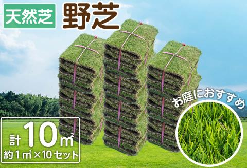 天然芝＜野芝＞10平米! 芝 芝生 天然 天然芝 DIY グランドカバー ガーデニング 野芝  鹿児島県 お庭 c5-030