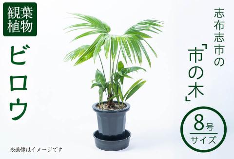 【数量限定】観葉植物 ビロウ ８号サイズ b2-024