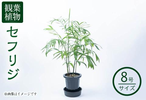 【数量限定】観葉植物 セフリジ ８号サイズ b2-023