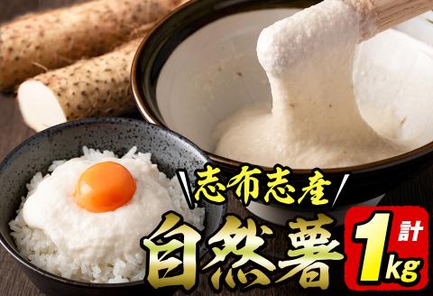 大地の宝！志布志産自然薯 1kg以上(1～2本入り) a1-108