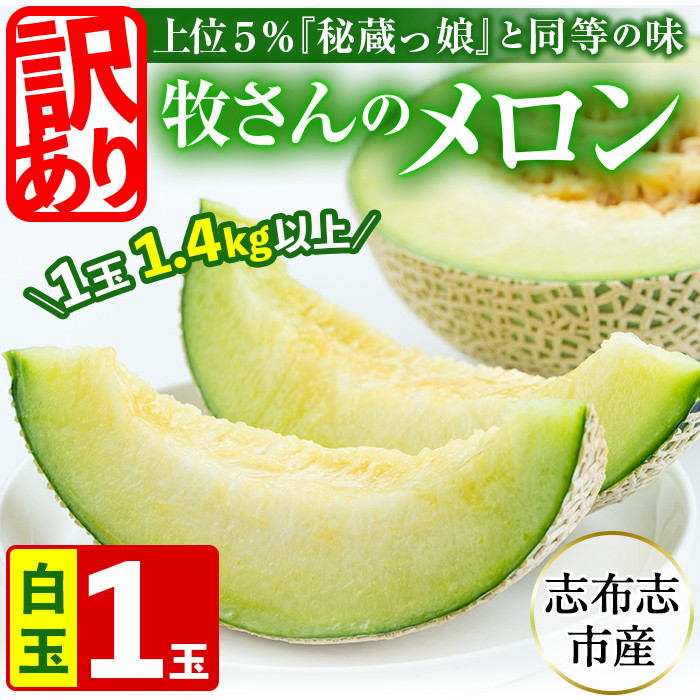 【春限定・数量限定】牧さんの訳ありメロン 白玉(青肉)1玉 メロン マスクメロン 果物 くだもの デザート 青肉 訳あり a1-058-s