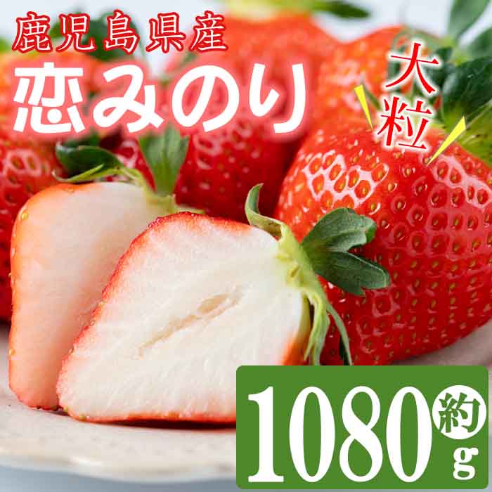 【数量限定】鹿児島県産朝採れイチゴ「恋みのり」約1080g(約270g×4パック)　いちご イチゴ 苺 果物 フルーツ スイーツ デザート お菓子 人気 甘い 大粒 ジャム スムージー a3-209