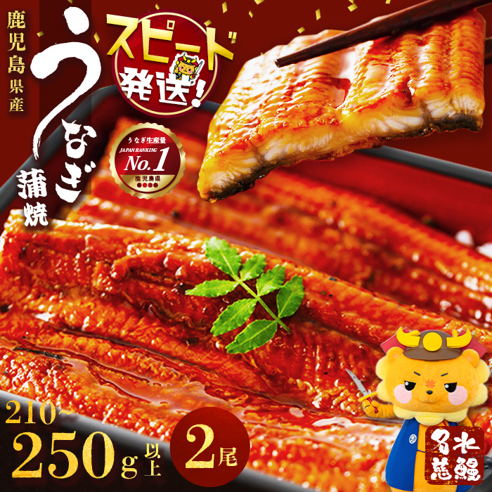 【10営業日以内に発送】鹿児島県産うなぎ蒲焼 名水慈鰻 2尾＜計210～250g＞ うなぎ 鰻 ウナギ 2尾 国産 蒲焼 かばやき 冷凍 真空 真空パック 無頭 うな重 ひつまぶし タレ 山椒 a1-151