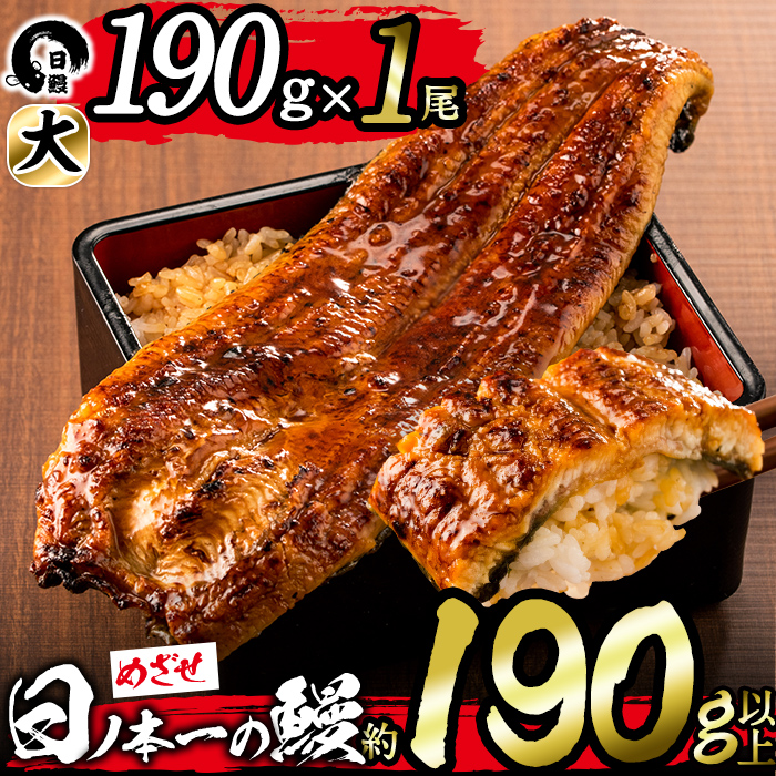 【志布志市制20周年記念】＜期間限定規格＞日ノ本一の鰻の蒲焼き＜大＞1尾(約190g以上) a2-116-sbs