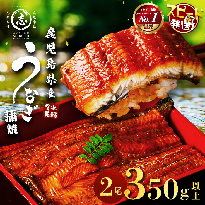 【志布志市制20周年記念】【10営業日以内に発送】鹿児島県産うなぎ蒲焼 名水慈鰻 2尾＜計350g以上＞ うなぎ 鰻 ウナギ 国産 九州産 蒲焼 かばやき 人気 うな重 ひつまぶし a3-236