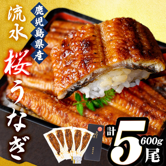 うなぎの柳澤 流水桜うなぎの蒲焼き 計5尾＜計600g＞ うなぎ 鰻 ウナギ 国産 鹿児島県産 九州産 蒲焼き 冷凍 うな重 ひつまぶし a9-040