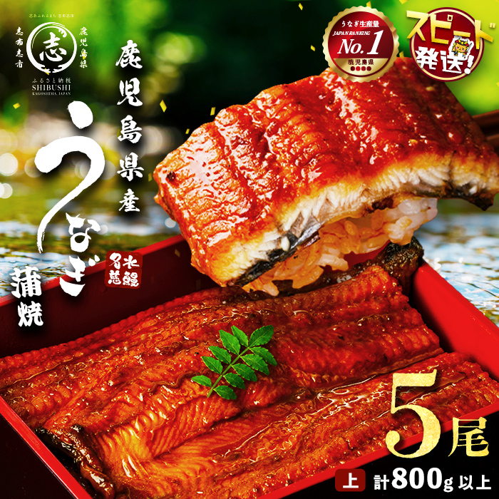 【志布志市制20周年記念】【10営業日以内に発送】鹿児島県産うなぎ蒲焼 名水慈鰻 5尾＜計800g以上＞ うなぎ 鰻 ウナギ 5尾 国産 蒲焼 かばやき 冷凍 真空 真空パック 無頭 うな重 ひつまぶし タレ 山椒 b8-043