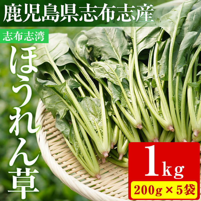 【数量限定】志布志湾ほうれん草(200g×5袋 合計1kg) サラダ おひたし お味噌汁 スムージー ほうれん草 ジュース ほうれんそう a1-032