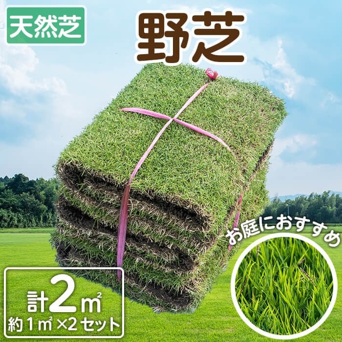 天然芝＜野芝＞2平米! 芝 芝生 天然 天然芝 DIY グランドカバー ガーデニング 野芝  鹿児島県 お庭 a1-110
