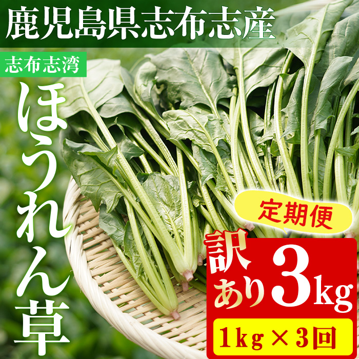 【定期便3回】【数量限定・訳あり】志布志湾ほうれん草(計3kg 1kg×3回) サラダ おひたし お味噌汁 スムージー ほうれん草 ジュース ほうれんそう t0021-003