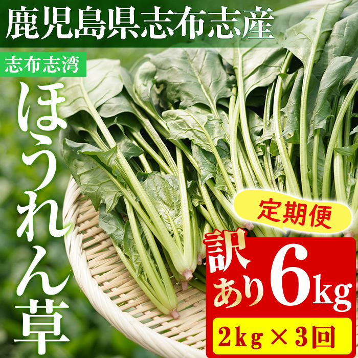 【定期便3回】【数量限定・訳あり】志布志湾ほうれん草(計6kg 2kg×3回) サラダ おひたし お味噌汁 スムージー ほうれん草 ジュース ほうれんそう t0036-005