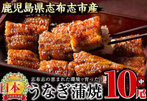 うなぎの大楠＜中＞10尾セット計1.3kg(130g×10) e9-001