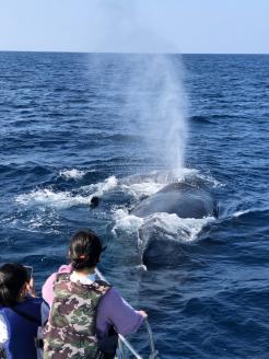 【奄美大島北部】ホエールウオッチング 3時間 ※1月中旬から3月下旬まで※　A141-002