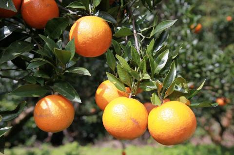 【2026年発送 先行予約】奄美たんかん 自家用（良品）5kg　A070-009