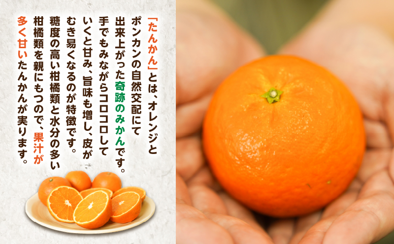 【2026年度先行予約】たんかん5kg　A021-027