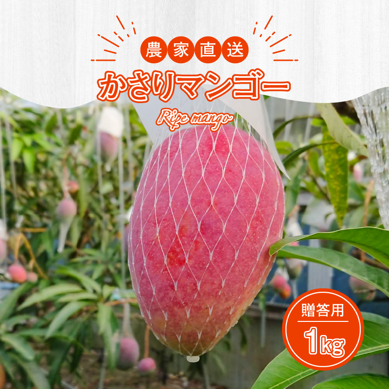 【2026年先行予約】【奄美産】かさりマンゴー贈答用1kg　A072-004