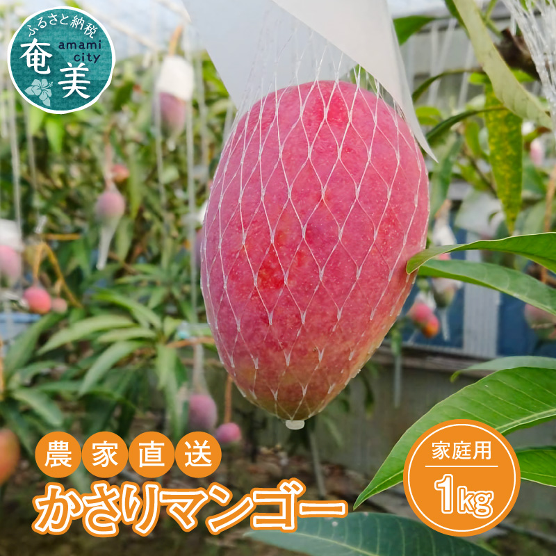 【2026年先行予約】【奄美産】かさりマンゴー家庭用1kg　A072-005