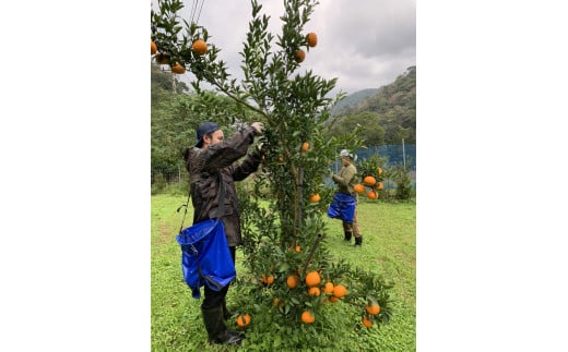 【2025年先行予約】奄美つのかがやき 3kg　A086-001