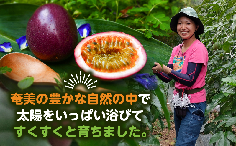 【2026年先行予約】奄美パッションフルーツ 贈答用 12玉入り　A135-007