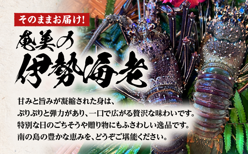 奄美大島産 伊勢海老 約1kg（2～3尾）　A150-001