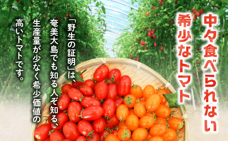 【2026年先行予約】亜熱帯トマト「野生の証明」約1.2kg（約400g×3P）　A021-002