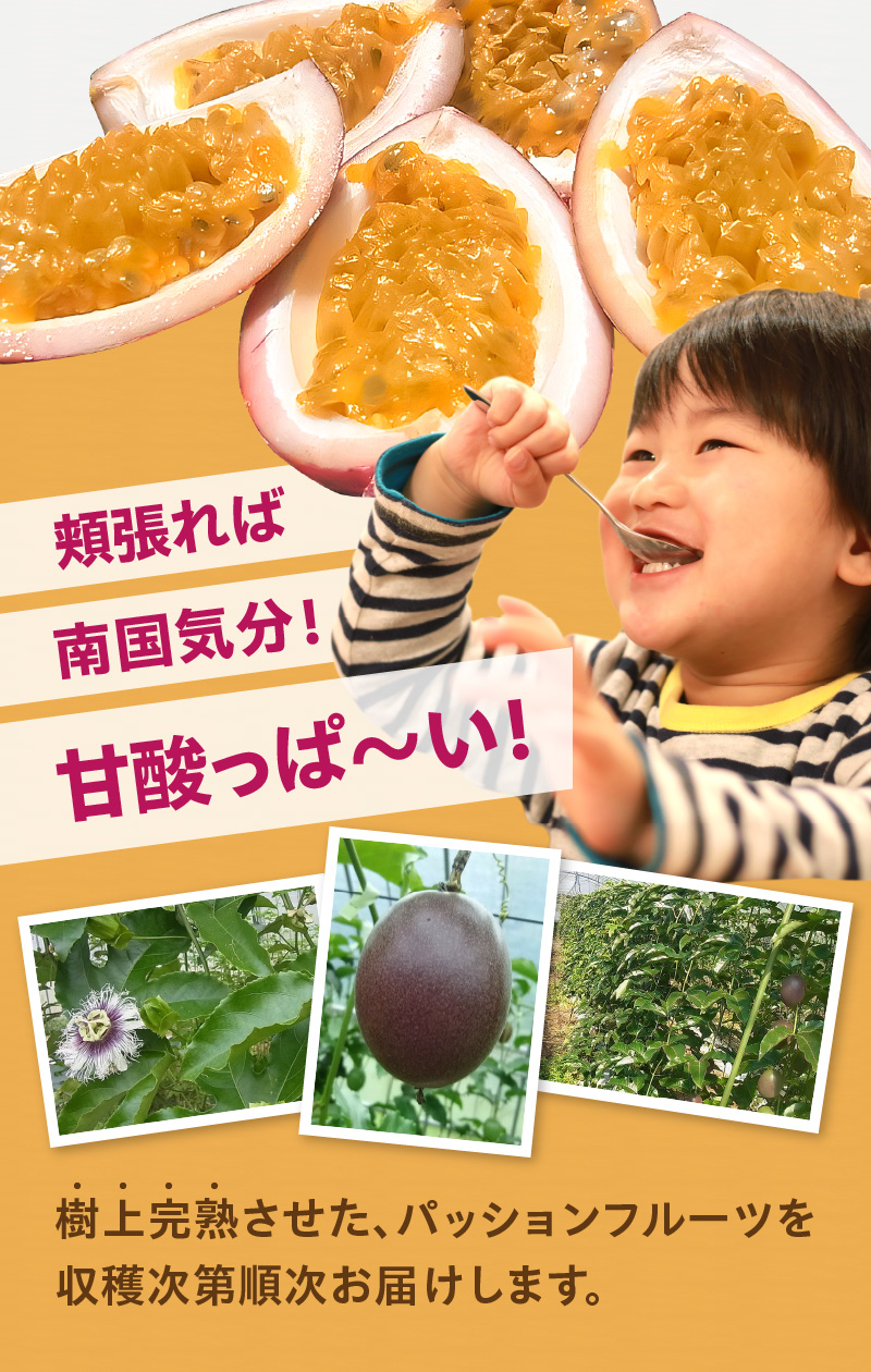 【2026年先行予約】農薬・化学肥料不使用 奄美パッションフルーツ 1kg（12個前後）家庭用　A045-003