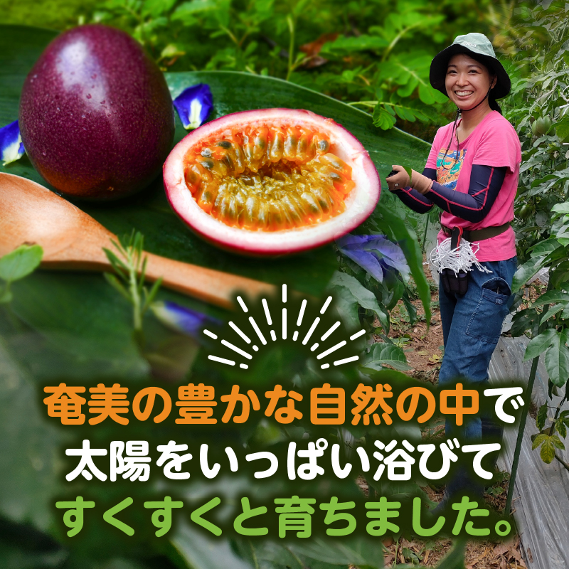 【2026年先行予約】奄美パッションフルーツ 0.8kg 家庭用（サイズ混合）（8個前後）　A135-001