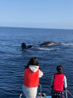 【奄美大島北部】ホエールウオッチング 3時間 ※1月中旬から3月下旬まで※　A141-002