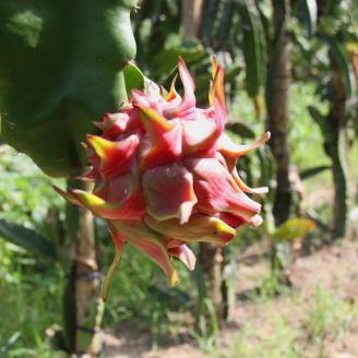 【2026年先行予約】奄美産ドラゴンフルーツ 赤玉 2kg　A145-008