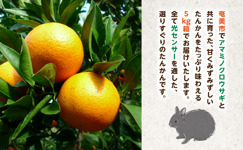 【2026年度先行予約】たんかん5kg　A021-027