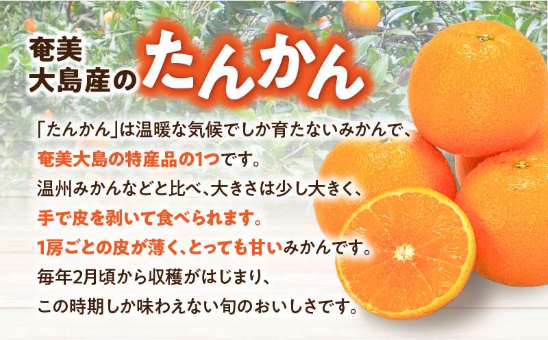 【2026年先行予約】【高地栽培】産地直送☆甘～い奄美たんかん 5kg　A054-001