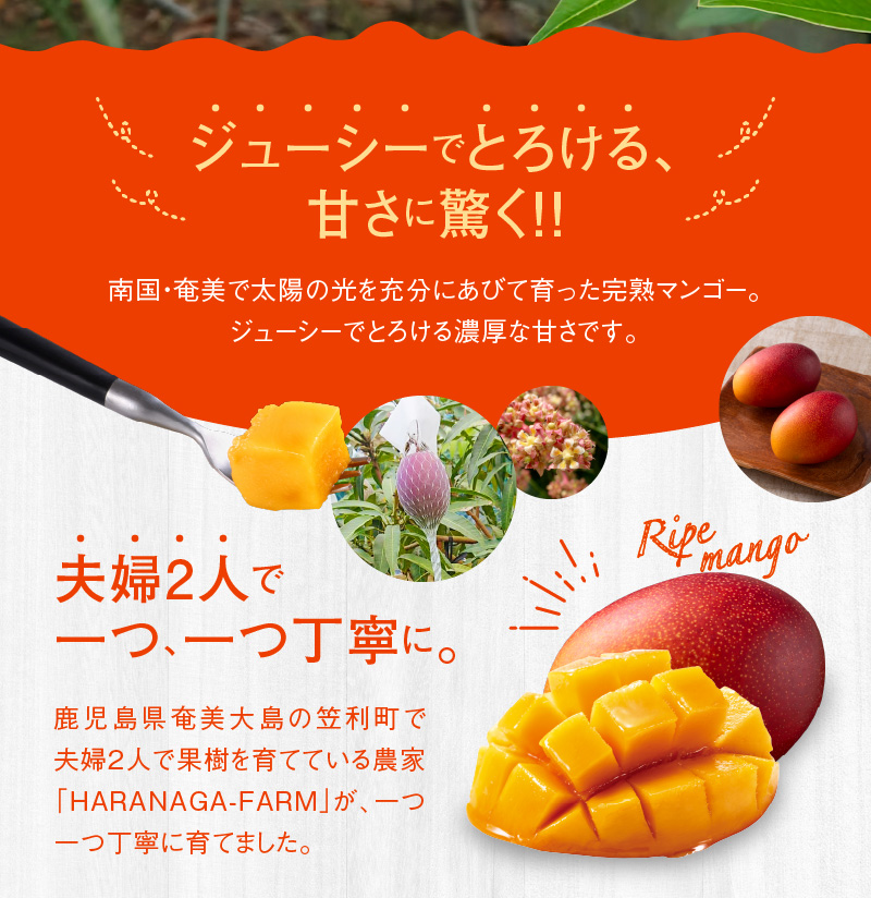 【2026年先行予約】【奄美産】かさりマンゴー贈答用1kg　A072-004