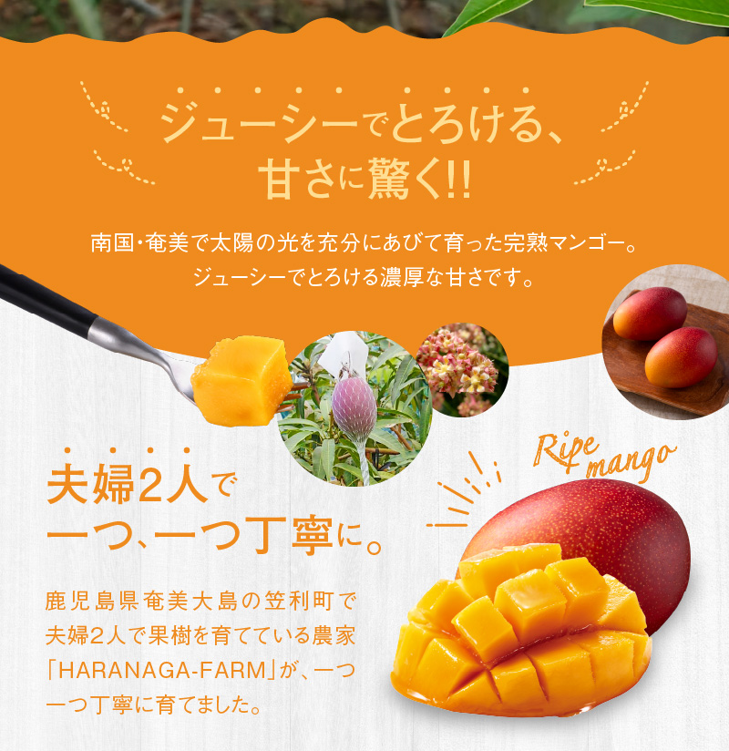 【2026年先行予約】【奄美産】かさりマンゴー家庭用1kg　A072-005