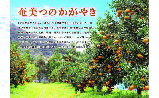 【2025年先行予約】奄美つのかがやき 3kg　A086-001