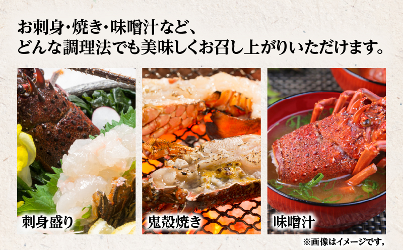 奄美大島産 伊勢海老 約1kg（2～3尾）　A150-001