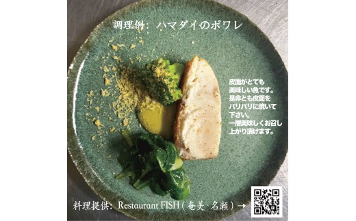 高級魚「ハマダイ（オナガ）」切り身 500g（甘塩）奄美大島老舗鮮魚店が加工製造　A128-004