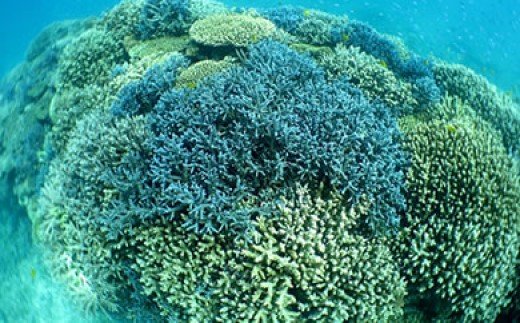 ボートシュノーケリング体験（大人1名様）　A108-001-02